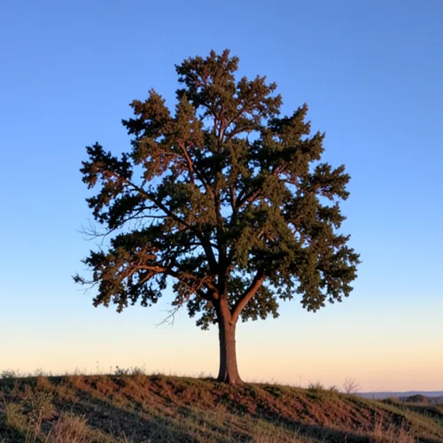 Original source image before Fioritura di cristalli di ghiaccio