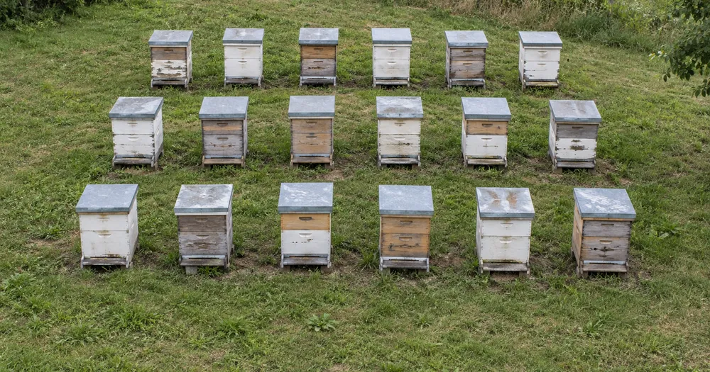 Count beehives in an apiary from a photo — count beehives in a row from a photo with marked results