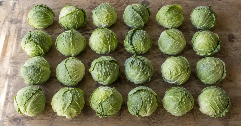 Count cabbages in a row from a photo — count cabbages in a row from a photo with marked results