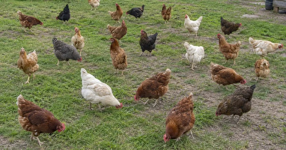Count chickens in a flock from a photo — count chickens in a flock from a photo with marked results