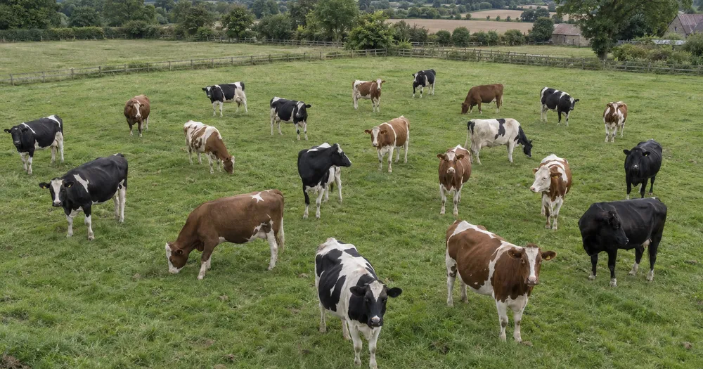 Cattle Counter — Count cattle in a field from a photo — cattle counter to count cows in a herd from a photo