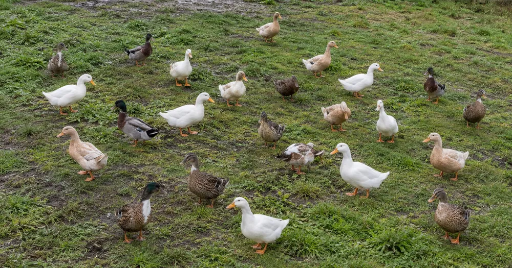 Count ducks in a flock from a photo — count ducks in a flock from a photo with marked results