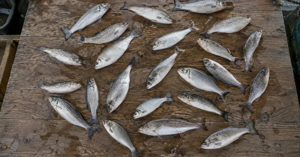 Count fish in a catch from a photo — count fish in a haul from a photo with marked results