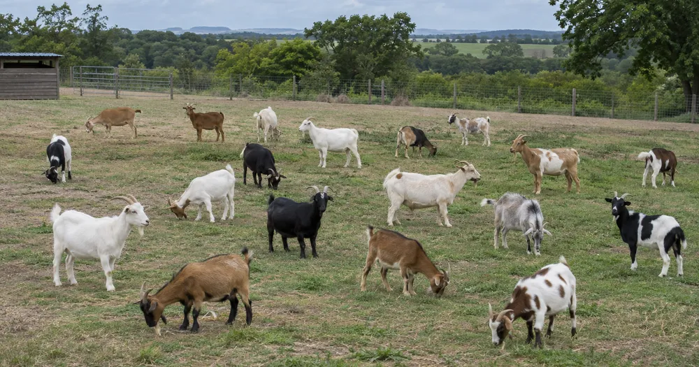 Count goats in a herd from a photo — count goats in a herd from a photo with marked results