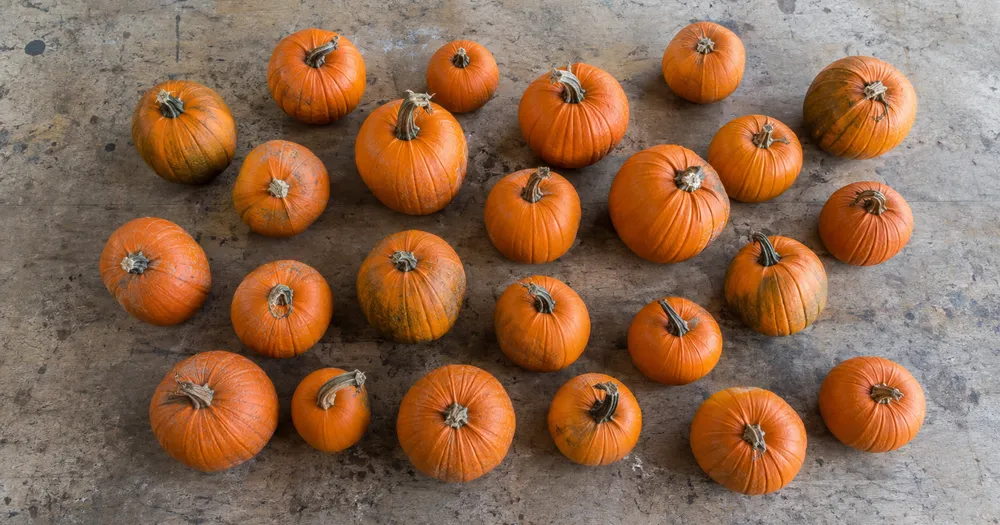 Count pumpkins in a field or crate from a photo — count pumpkins in a batch from a photo with marked results