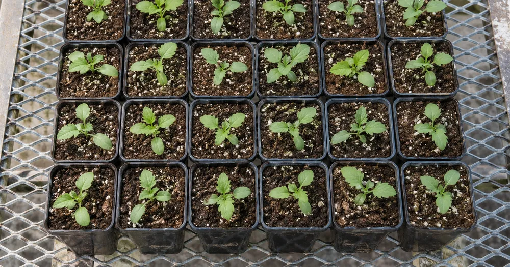 Count seedlings in a tray or bed from a photo — count seedlings in a row from a photo with marked results