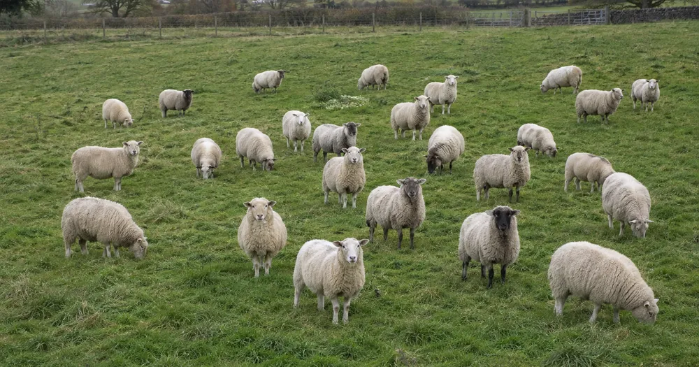 Sheep Counter — Count sheep in a flock from a photo — sheep counter to count sheep in a flock from a photo