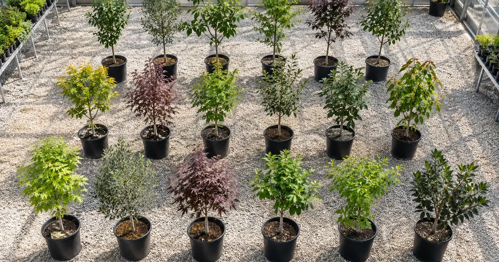 Count trees in a row or plot from a photo — count trees in a row from a photo with marked results