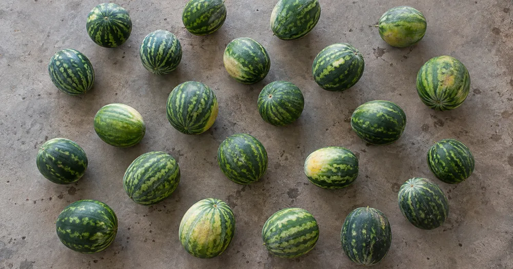 Count watermelons in a load from a photo — count watermelons in a batch from a photo with marked results