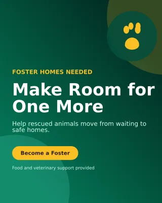 Aurora Animal Rescue Poster — editable black community campaign template, instagram portrait
