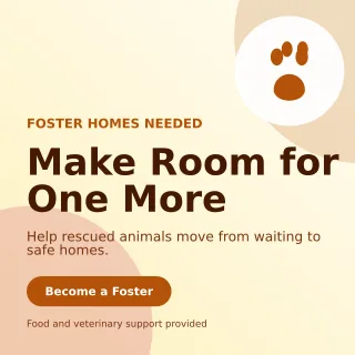 Aurora Animal Rescue Social Post — editable white community campaign template, instagram post