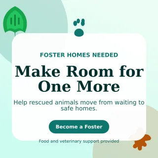 Botanical Animal Rescue Social Post — editable white community campaign template, instagram post