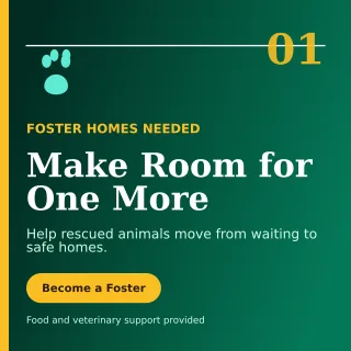 Editorial Animal Rescue Social Post — editable black community campaign template, instagram post