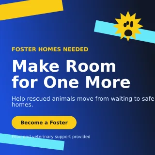 Kinetic Animal Rescue Social Post — editable blue community campaign template, instagram post