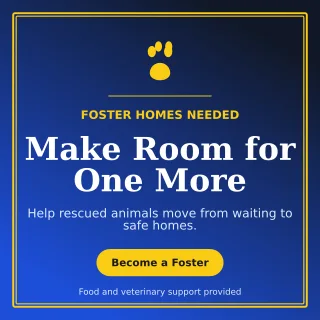 Luxe Animal Rescue Social Post — editable blue community campaign template, instagram post