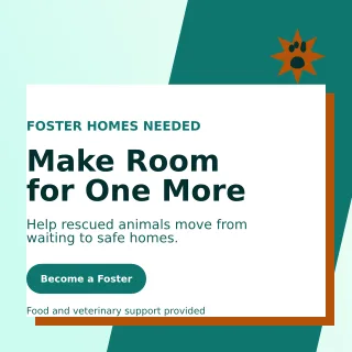 Neo Animal Rescue Social Post — editable white community campaign template, instagram post