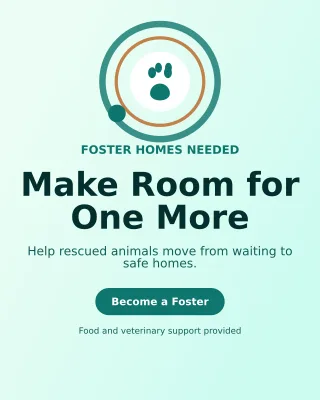 Orbit Animal Rescue Poster — editable white community campaign template, instagram portrait