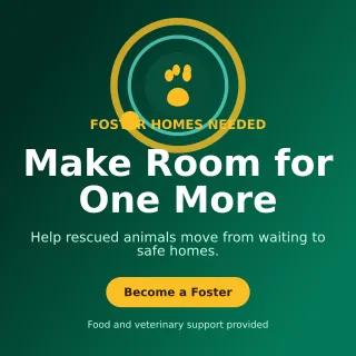 Orbit Animal Rescue Social Post — editable black community campaign template, instagram post